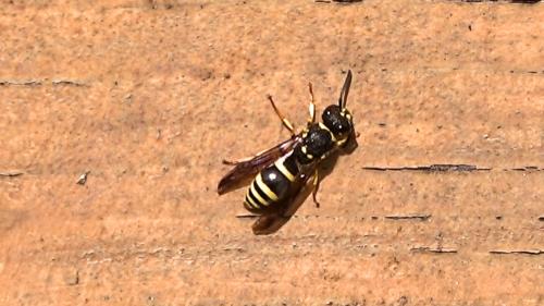 Réf. 321 245 : Eumeninae inconnu